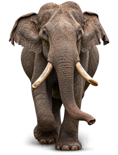 Photorealistic Elephant Cutout with Tusks